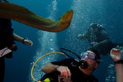 When this Green Moray swam off the reef for a closer look... by Michael Shope 
